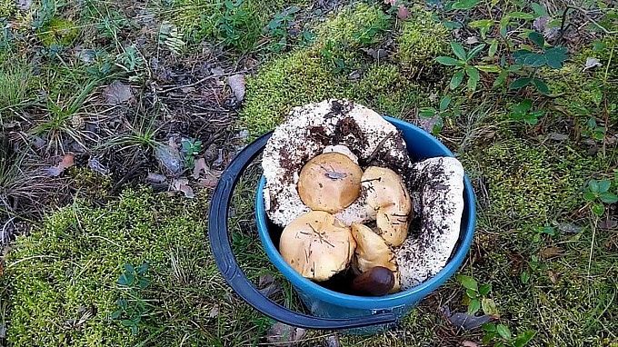 Где искать грибы и ягоды — поход с бонусом